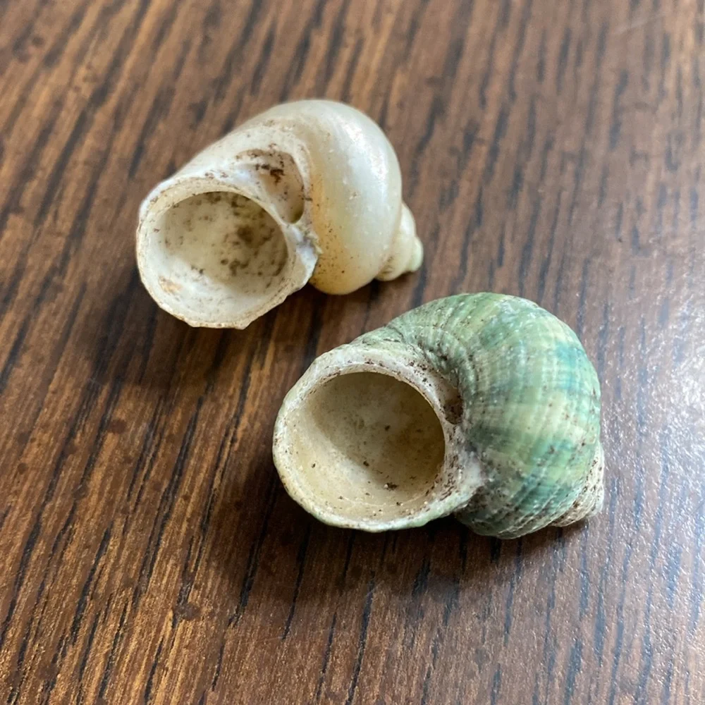 “5/$20” .5 inch opening O shaped opening lot of two hermit crab shells